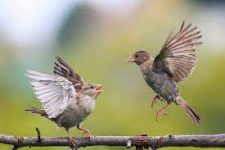 Birds are ready to fly…!